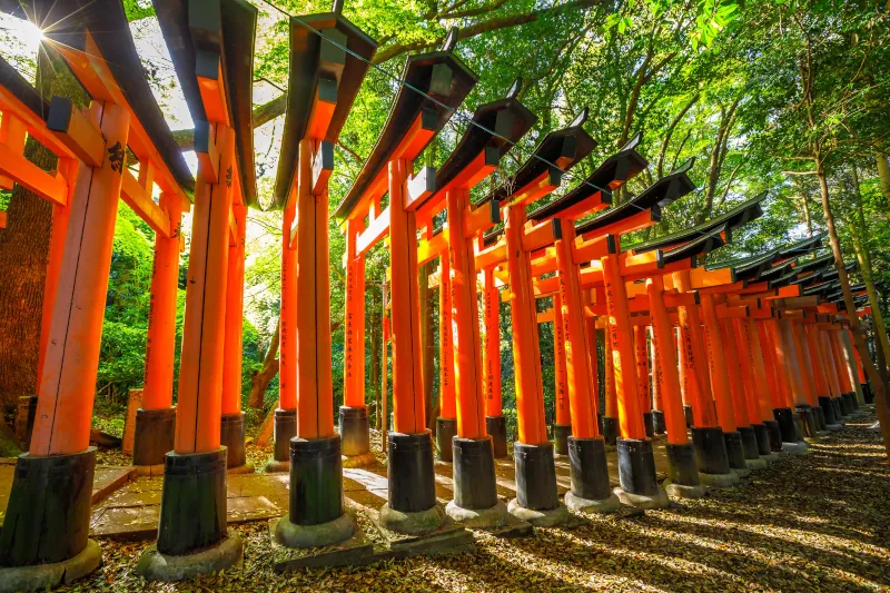 sunlight-reflecting-vermillion-gates-fushimi-inari-800